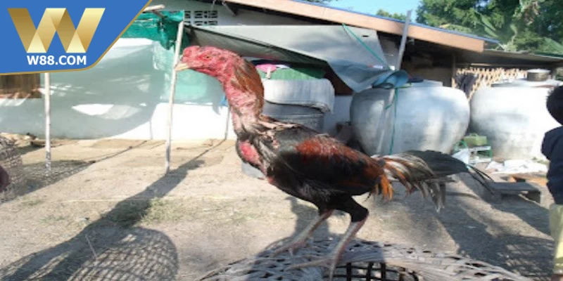 Chế Độ Tập Luyện Cho Chiến Kê Mạnh Mẽ Bền Đúng Chuẩn 4 Chế độ tập luyện cho chiến kê là quá trình rèn sức bền, tăng cơ
