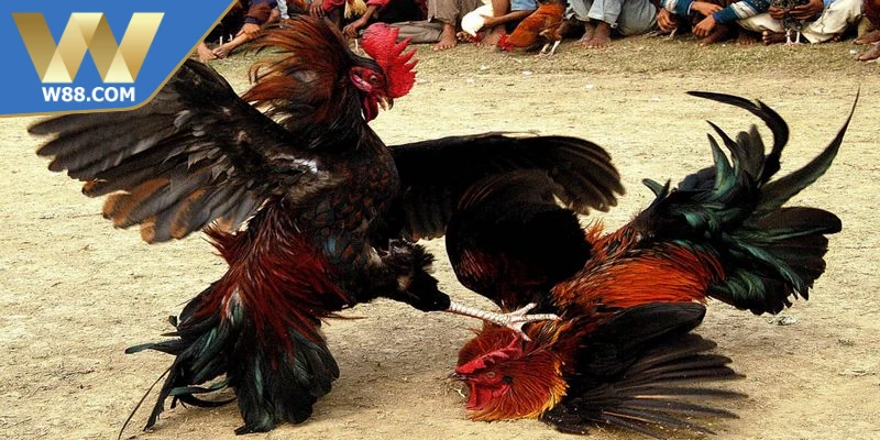 Tường Thuật Đá Gà Trực Tiếp Trải Nghiệm Mãn Nhãn Hay Nhất 5 Lý do tường thuật đá gà thu hút cộng đồng bet thủ
